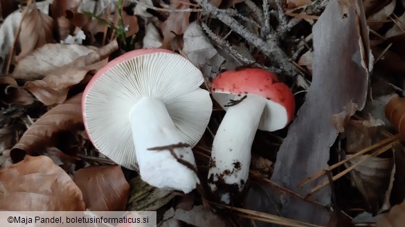 Russula paludosa