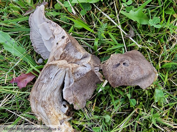 Pseudotricholoma metapodium