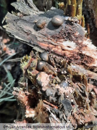 Lycogala epidendrum