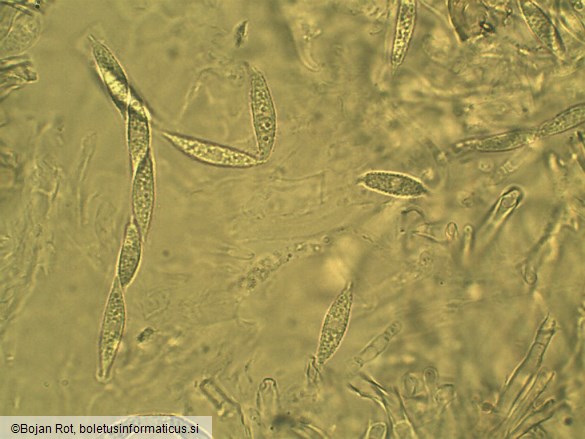 Hypomyces lateritius