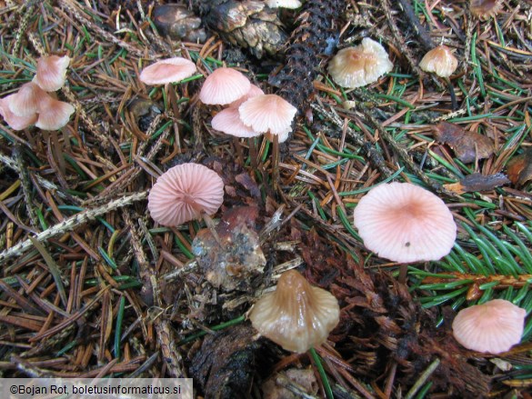 Mycena rosella