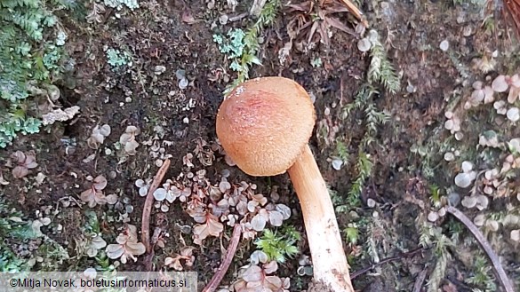 Cortinarius orellanus