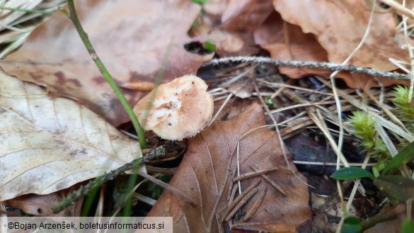 Polyporus brumalis