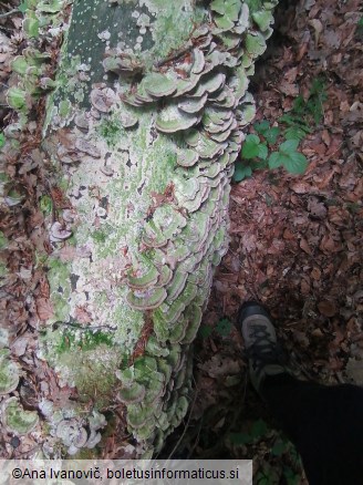 Trichaptum biforme