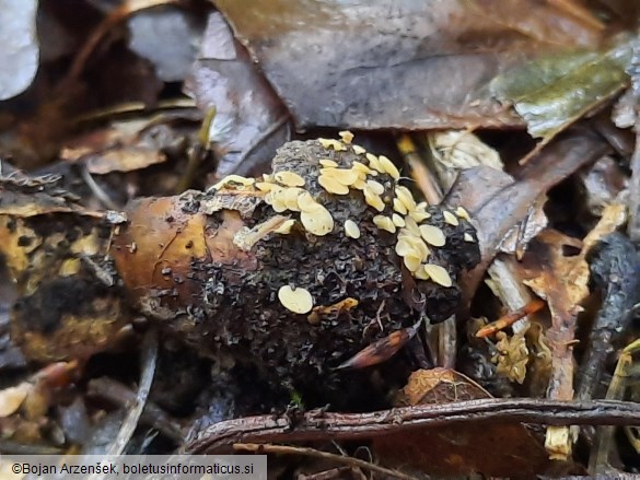 Hymenoscyphus fructigenus