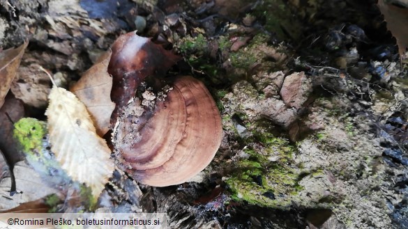 Ganoderma applanatum