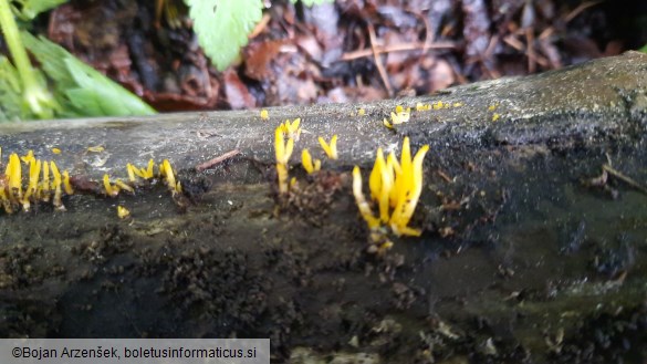 Calocera cornea