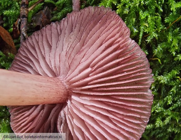 Mycena pelianthina