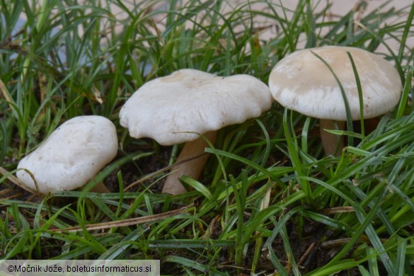 Clitocybe dealbata