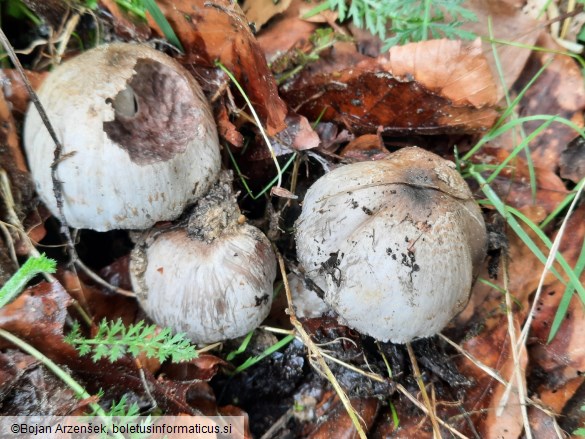 Coprinopsis romagnesiana