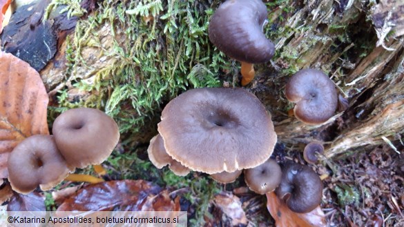 Craterellus tubaeformis