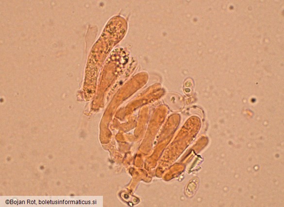 Clitocybe inflatipes