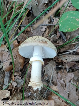 Amanita franchetii