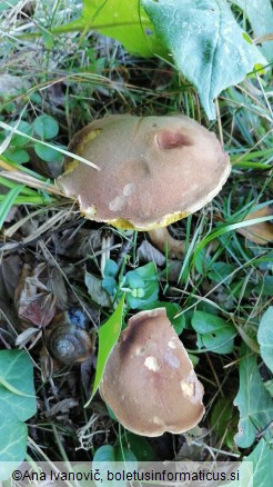 Boletus subtomentosus