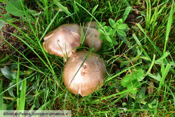 Entoloma clypeatum