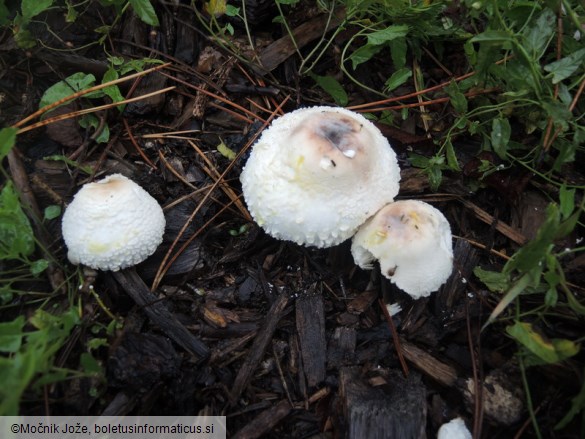 Leucoagaricus americanus