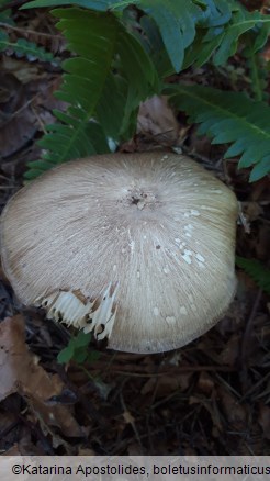 Megacollybia platyphylla