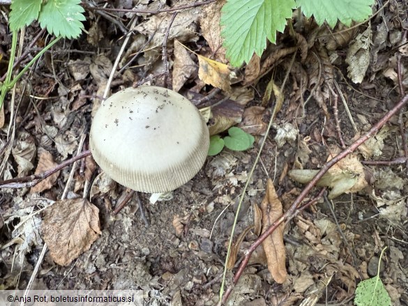 Amanita battarrae