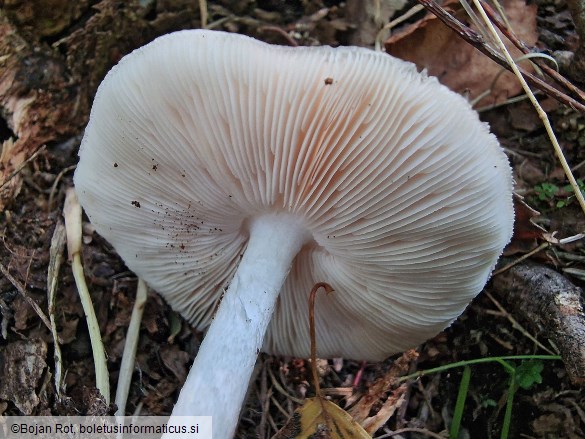 Pluteus petasatus