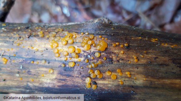 Bisporella citrina