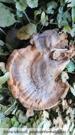 Ganoderma carnosum