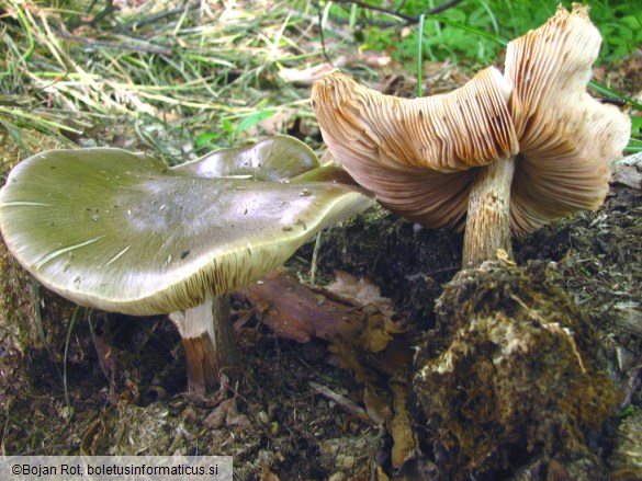 Pluteus cervinus