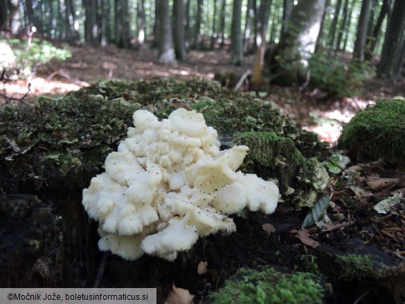 Hericium cirrhatum