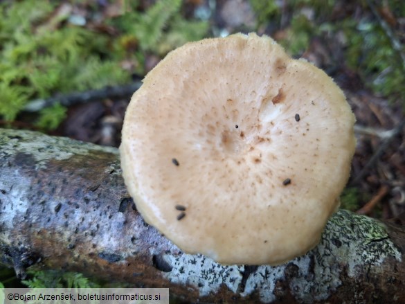 Polyporus tuberaster