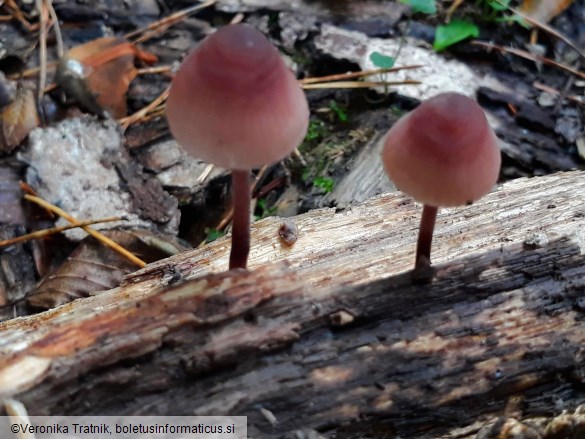 Mycena haematopus