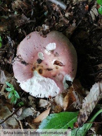 Russula vesca