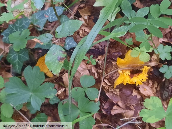 Cantharellus cibarius