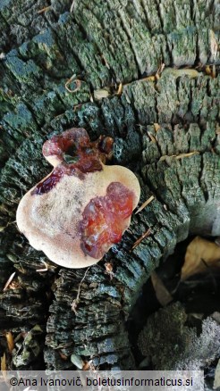 Fistulina hepatica