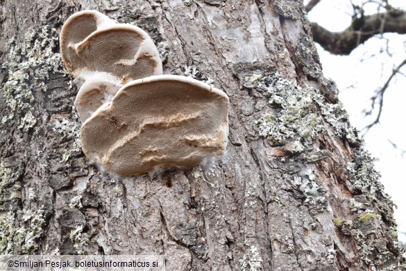 Phellinus pomaceus