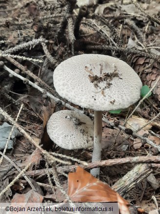 Macrolepiota mastoidea