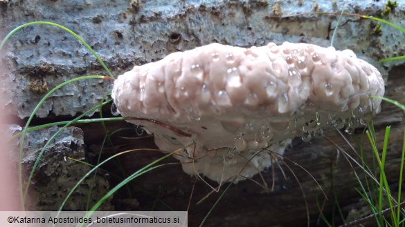 Fomitopsis pinicola