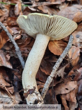 Tricholoma equestre