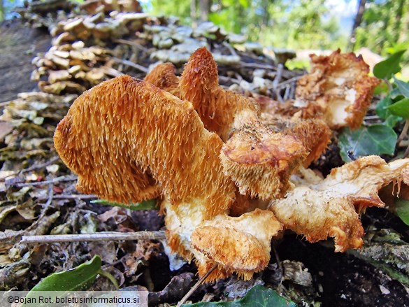 Hericium cirrhatum