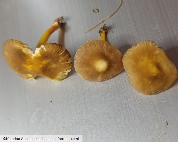 Pluteus vellingae