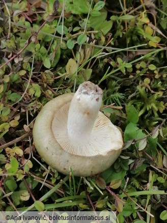 Russula aeruginea