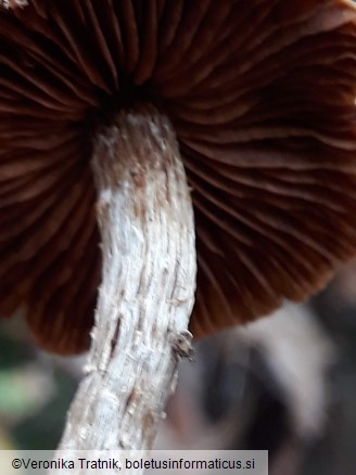 Cortinarius flexipes