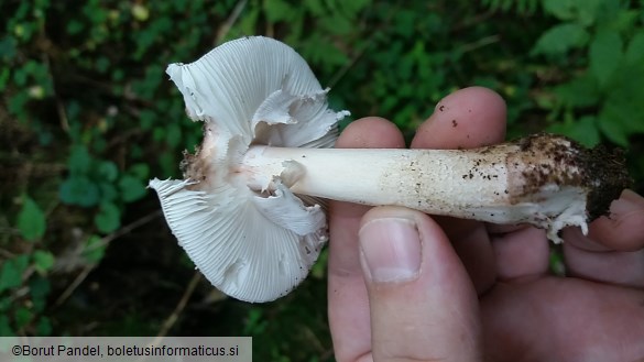 Amanita rubescens