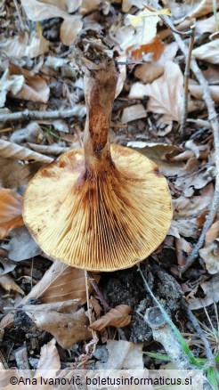 Paxillus involutus