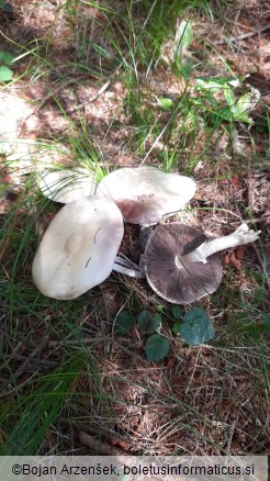 Agaricus silvicola