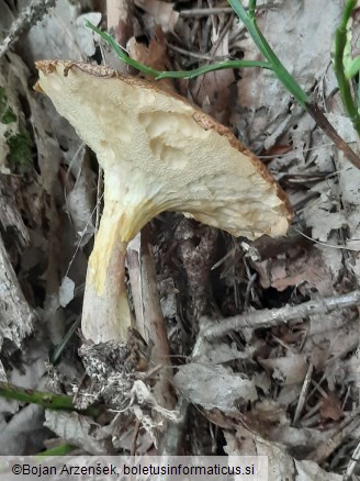 Suillus variegatus