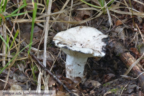 Russula atramentosa