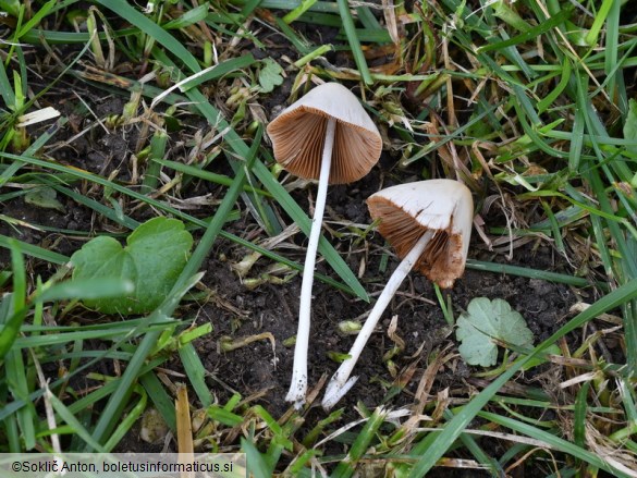 Conocybe albipes