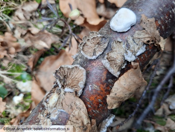 Schizophyllum commune