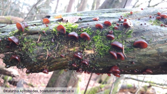 Auricularia auricula-judae