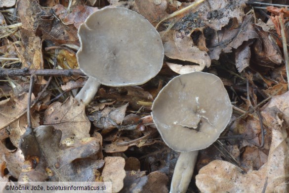 Helvella macropus