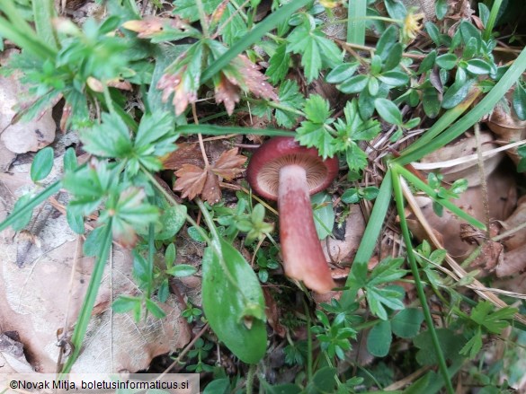 Lactarius badiosanguineus